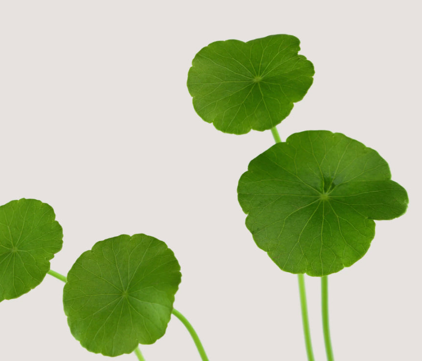 Mary & May Centella Asiatica Serum